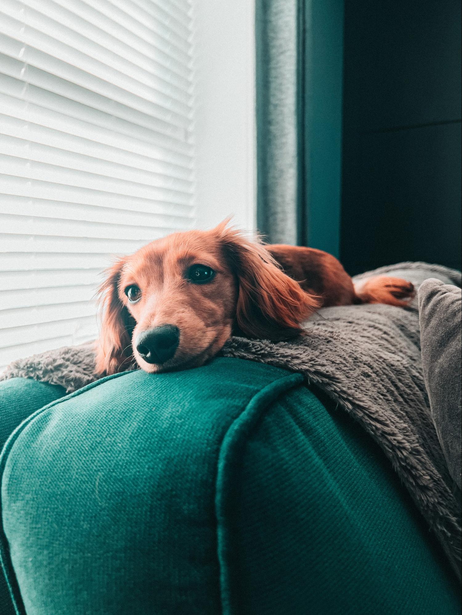 cast iron radiators making a comeback with dog